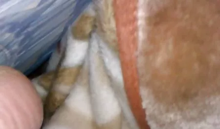 재미있는 소프트 코어 섹스 베어난 음경의